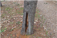 Tree with hole in trunk near the ground - close up