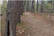 Trail near tree with hole in trunk near the ground