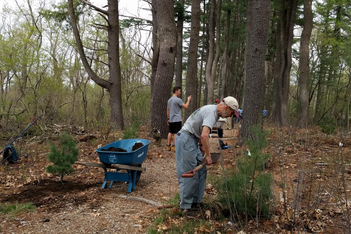 A volunteers adds soil around a newly planted sapling.