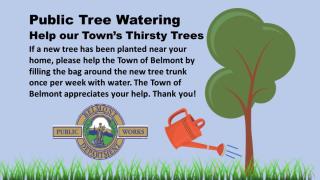 Public Tree Watering 