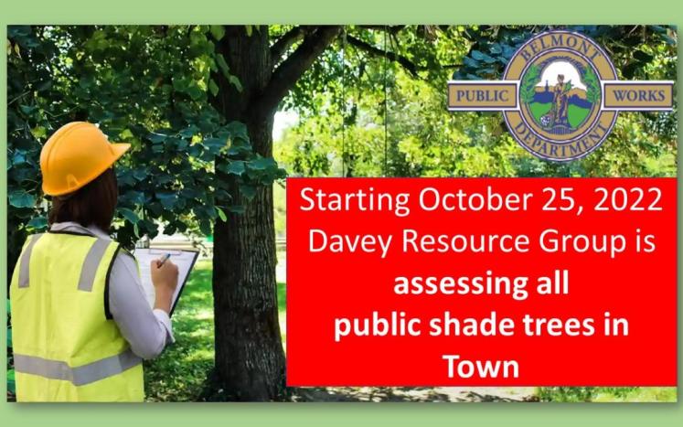 Public Shade Tree Assessment 